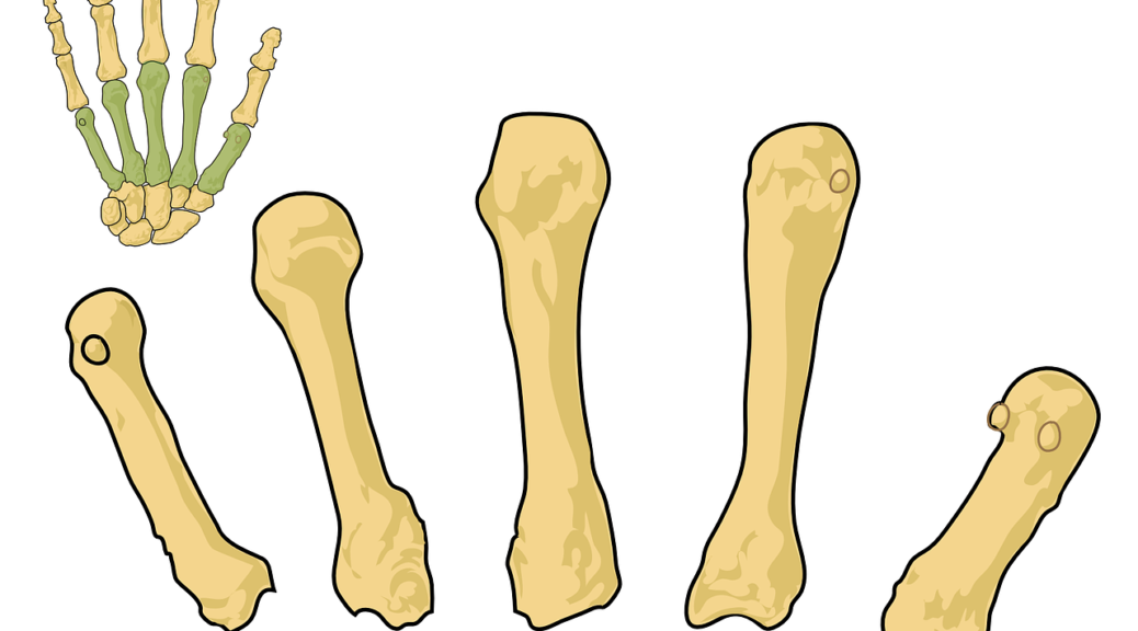 Головки костей пястья. Что образуют кости пястья. Пястная кость верблюда.